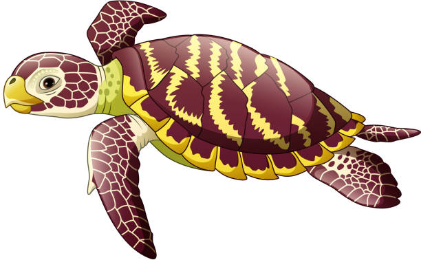Sea Turtle Cartoon Stock Photos, Pictures & Royalty-Free Images - iStock Sea Turtle Cartoon Stock Photos, Pictures & Royalty-Free Images - iStock
