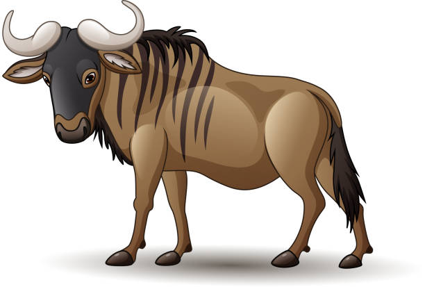 누 우 흰색 배경에 고립의 그림 - wildebeest stock illustrations