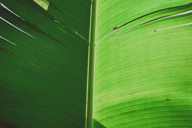 istock Close up banana leafs texture. Abstract tropical background 1129564306