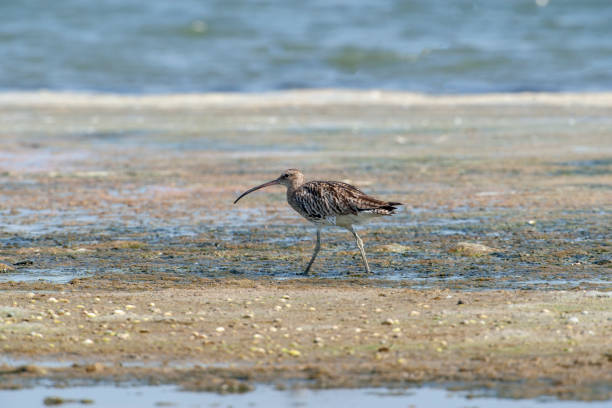 Eurasian Curlew Birds Eurasian Curlew Birds çim stock pictures, royalty-free photos & images
