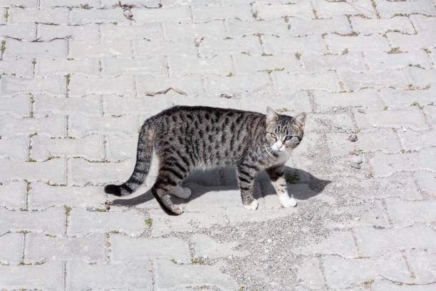 istock blind in one eye cat walking on sidewalk 1129564427