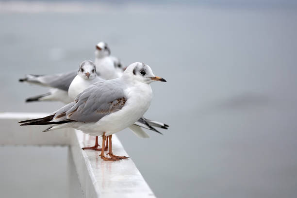 istock Seagulls in the wild 1129565419