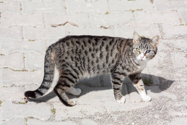 blind in one eye cat walking on sidewalk