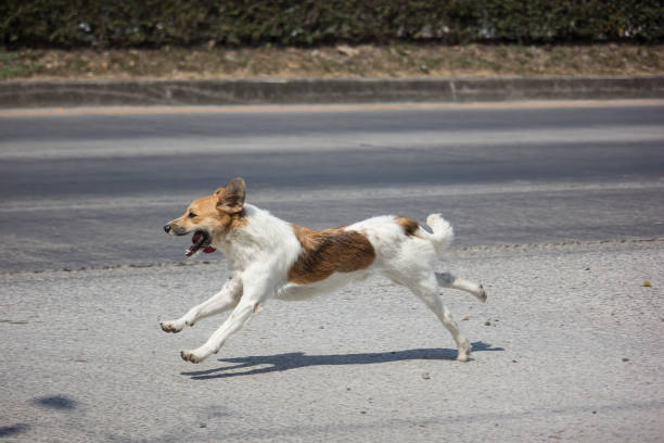 dog running  side of high way road