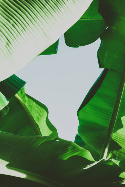 istock Close up banana leafs texture. Abstract tropical background 1129566048