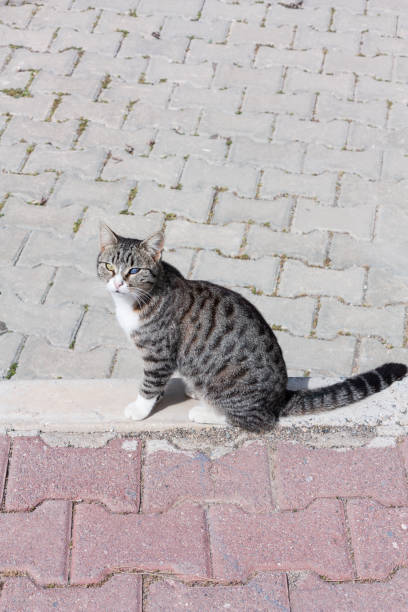 blind in one eye cat walking on sidewalk