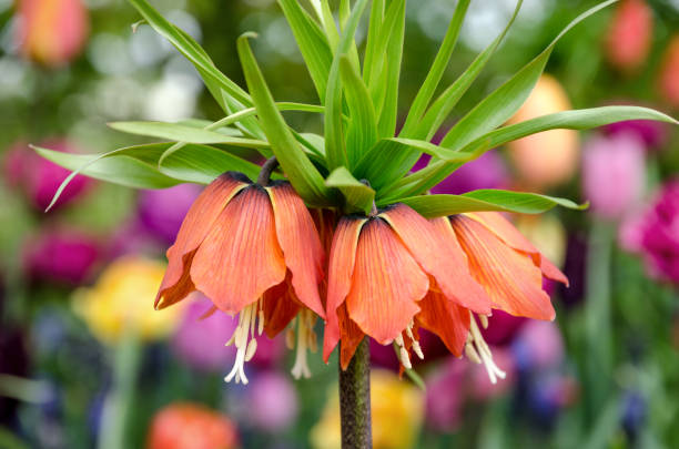istock Blooming Crown imperial in spring, known also as Imperial fritillary or Kaiser's Crown 1129569851