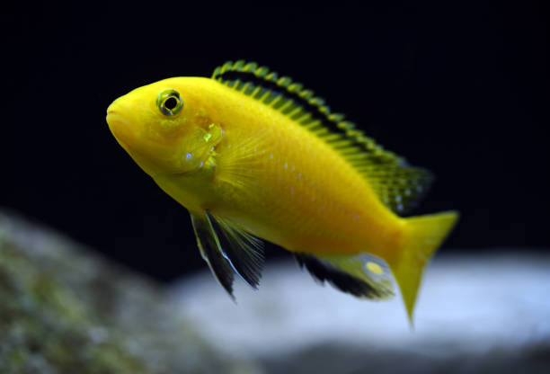 labidochromis caeruleus yellow - buntbarsch stock-fotos und bilder