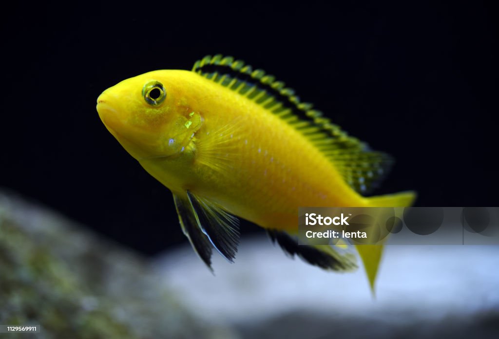 Labidochromis caeruleus yellow african cichlid Labidochromis caeruleus Yellow Stock Photo