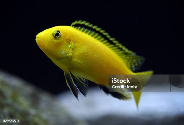 Labidochromis Caeruleus Yellow Stock Photo - Download Image Now - Yellow, Cichlid, Animal