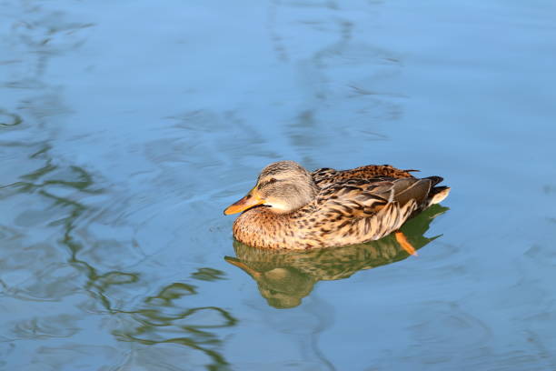 istock Wild duck female on water, winter sunny day 1129572611