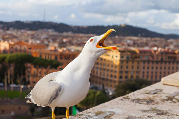 Scenic picture of a white seagull and beautiful panorama of Rome Old Town in the background, Europe, Italy