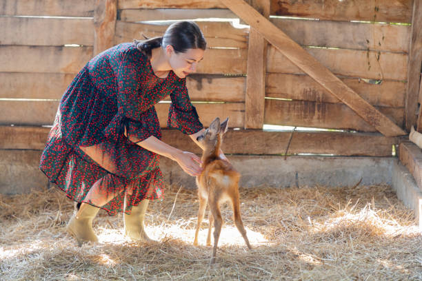 istock Young woman playing with fawn in stable 1129572766