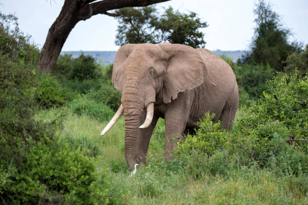 um elefante na savana do parque nacional - safari animals elephant rear end animal nose - fotografias e filmes do acervo