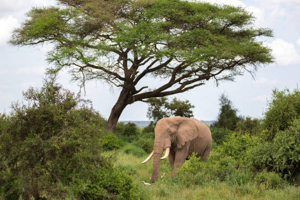 um elefante na savana do parque nacional - safari animals elephant rear end animal nose - fotografias e filmes do acervo