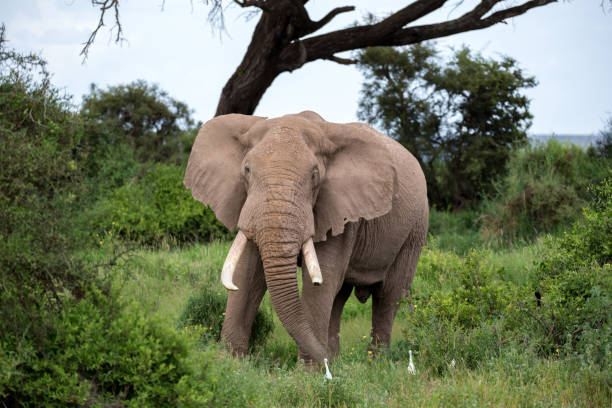 um elefante na savana do parque nacional - safari animals elephant rear end animal nose - fotografias e filmes do acervo