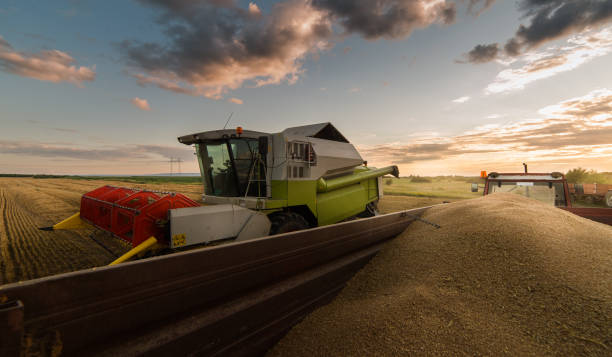 istock Harvesting of wheat fields with combine 1129574161