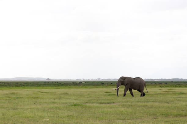 słoń na sawannie parku narodowego - safari animals elephant rear end animal nose zdjęcia i obrazy z banku zdjęć