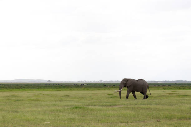 um elefante na savana do parque nacional - safari animals elephant rear end animal nose - fotografias e filmes do acervo