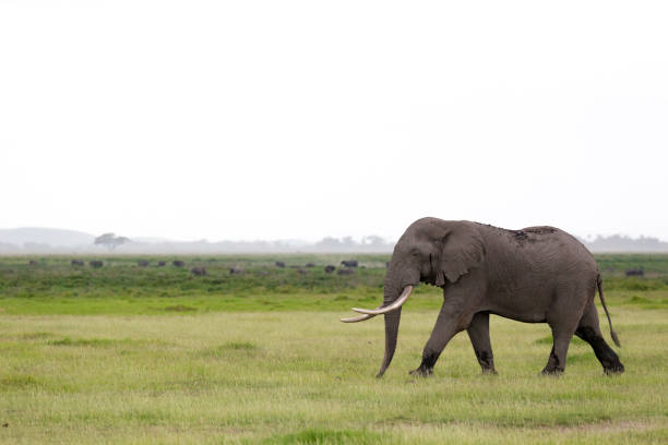 un éléphant dans la savane du parc national - safari animals elephant rear end animal nose photos et images de collection