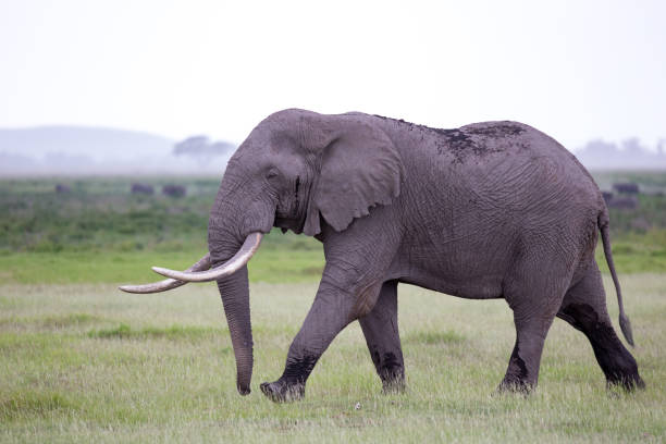 słoń na sawannie parku narodowego - safari animals elephant rear end animal nose zdjęcia i obrazy z banku zdjęć