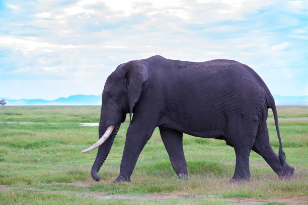 un éléphant dans la savane du parc national - safari animals elephant rear end animal nose photos et images de collection