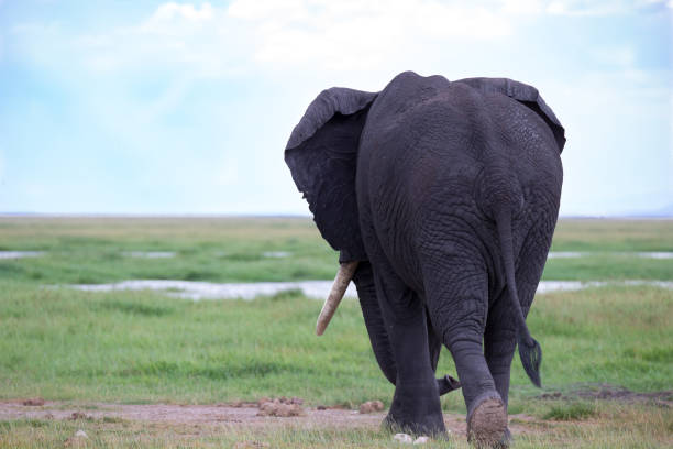 um elefante na savana do parque nacional - safari animals elephant rear end animal nose - fotografias e filmes do acervo