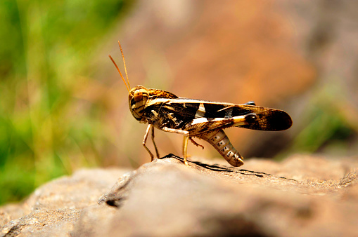 Grasshopper lifting its legs, Satara, Maharashtra, India