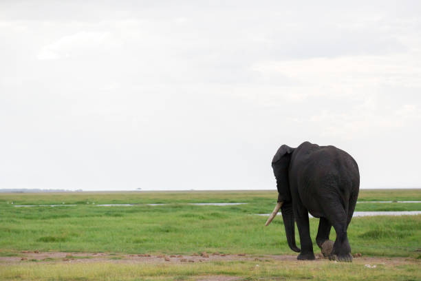 słoń na sawannie parku narodowego - safari animals elephant rear end animal nose zdjęcia i obrazy z banku zdjęć