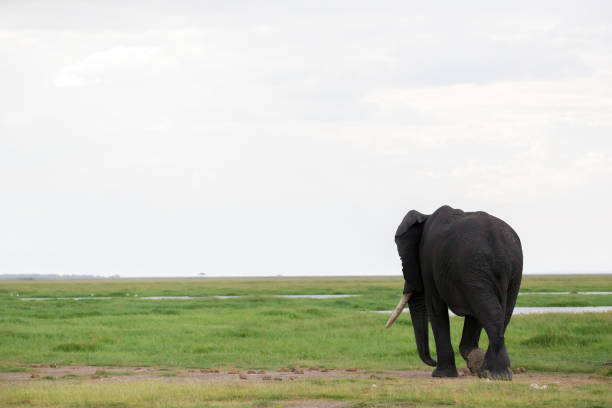 um elefante na savana do parque nacional - safari animals elephant rear end animal nose - fotografias e filmes do acervo