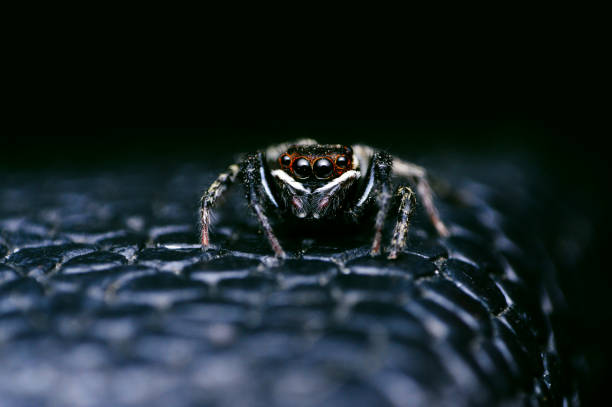 istock Jumping Spider - Hasarius adansoni, Satara, Maharashtra, India. 1129575156