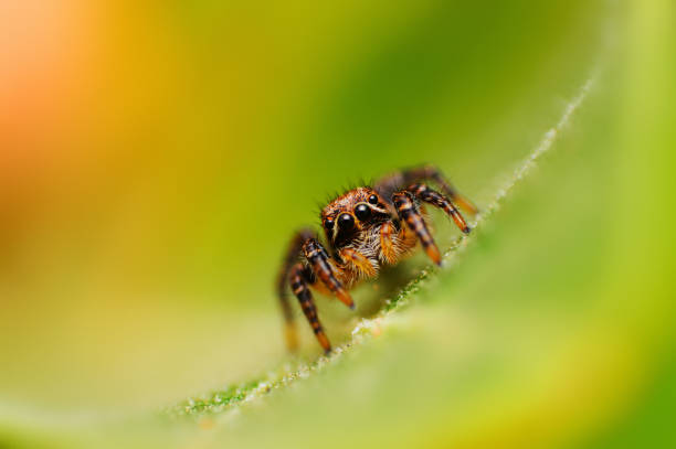 istock Jumping spider - Langona sp looking down, Satara, Maharashtra, India. 1129575157
