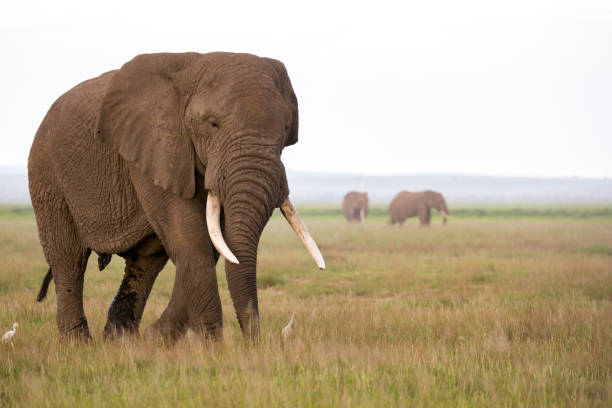 un éléphant dans la savane du parc national - safari animals elephant rear end animal nose photos et images de collection