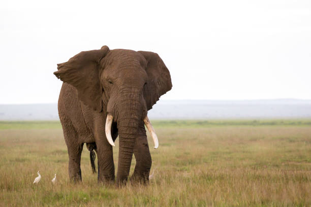 un éléphant dans la savane du parc national - safari animals elephant rear end animal nose photos et images de collection