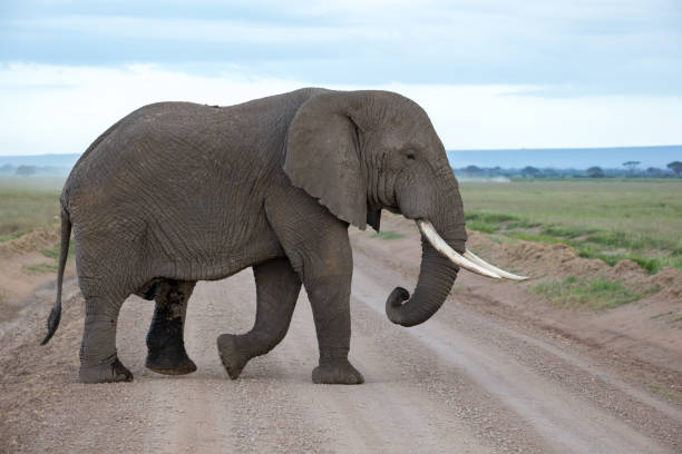 un éléphant dans la savane du parc national - safari animals elephant rear end animal nose photos et images de collection