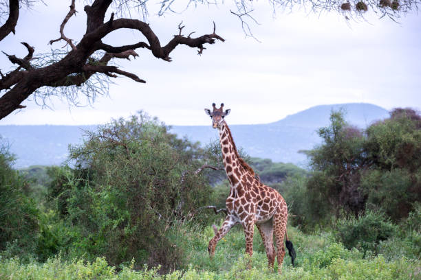 istock Giraffe is walking in the savannah between the plants 1129576473