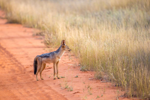 istock Jackal on the road are posing and watching 1129576614