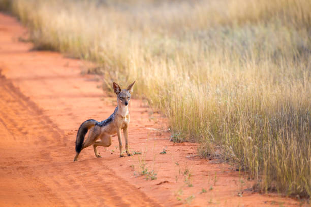 istock Jackal on the road are posing and watching 1129576618