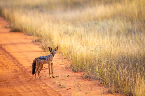 istock Jackal on the road are posing and watching 1129576643