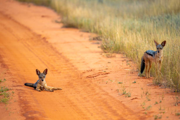 istock Jackal on the road are posing and watching 1129576747