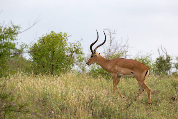 istock Antelope is standing between the plants in the savannah 1129576910