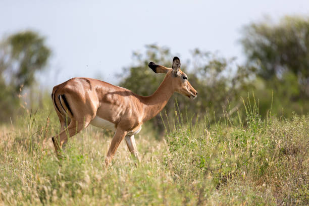 istock Antelope is standing between the plants in the savannah 1129576950