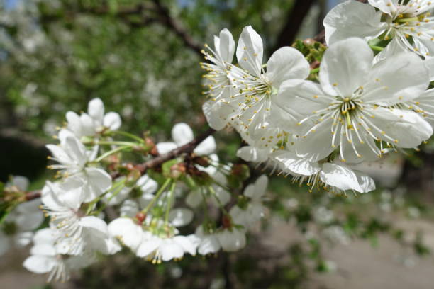 istock Close view of white cherry blossom in April 1129578149