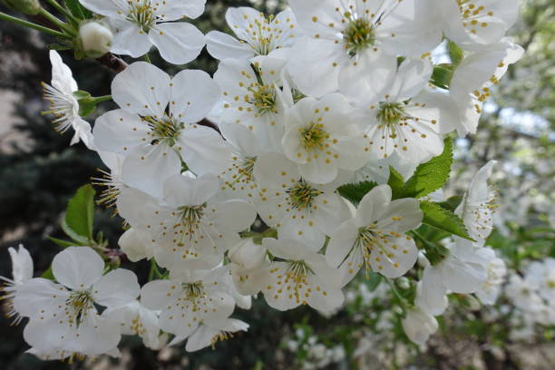 istock Closeup of pure white cherry blossom in April 1129578152
