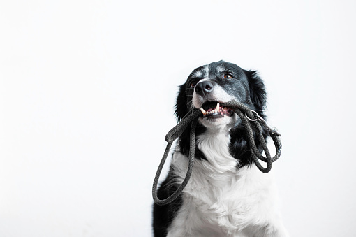 Cute Dog with Leash in Mouth. Black and White Border Collie Waiting on the Walk. Portrait on White Background.