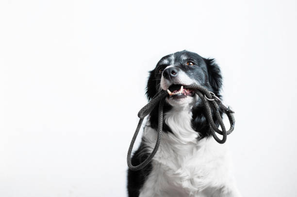 cute dog with leash in mouth. black and white border collie waiting on the walk. - the media imagens e fotografias de stock