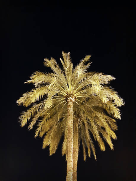 istock Palm tree in the light of the new moon 1129580633