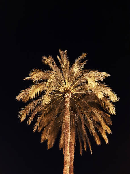 istock Palm tree in the light of the new moon 1129580634