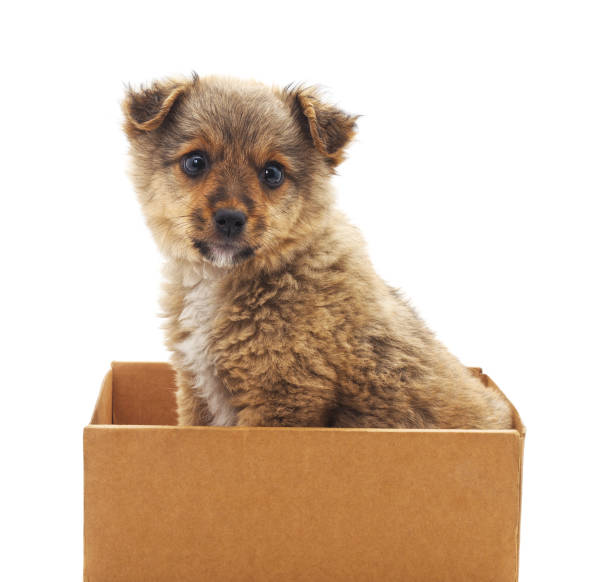 istock Puppy in the box. 1129582699