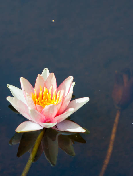 istock Pink water lily with green leaves background 1129584021